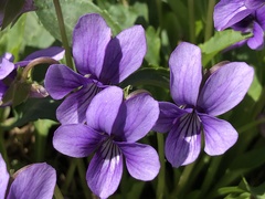 Viola prionantha