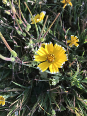 Layia chrysanthemoides