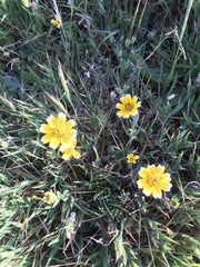 Layia chrysanthemoides