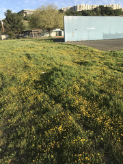 Layia chrysanthemoides