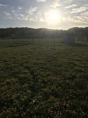 Layia chrysanthemoides