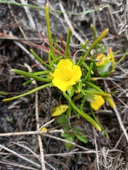 Hibbertia huegelii