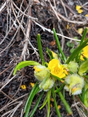 Hibbertia huegelii