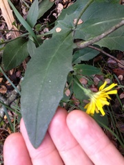 Hieracium lepidulum