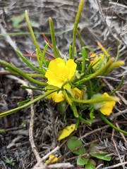 Hibbertia huegelii