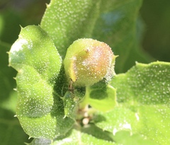 Callirhytis perfoveata