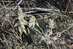Dudleya arizonica