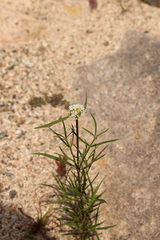 Spermacoce suaveolens