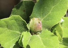 Callirhytis perfoveata