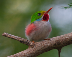 Todus multicolor