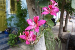 Bauhinia × blakeana