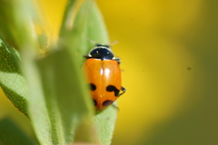 Hippodamia glacialis