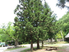 Cryptomeria japonica