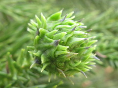 Cryptomeria japonica