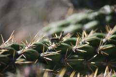 Aeoloplides fuscipes