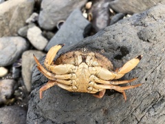 Metacarcinus novaezelandiae