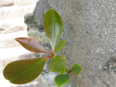 Daphniphyllum macropodum
