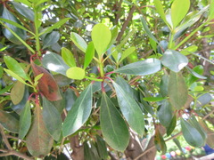 Daphniphyllum macropodum