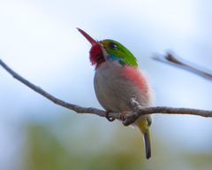 Todus multicolor