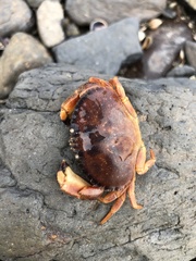 Metacarcinus novaezelandiae