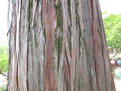 Chamaecyparis obtusa