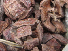 Chamaecyparis obtusa