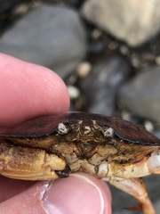 Metacarcinus novaezelandiae