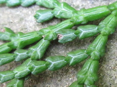 Chamaecyparis obtusa