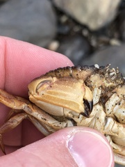 Metacarcinus novaezelandiae