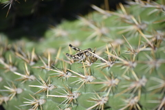 Aeoloplides fuscipes