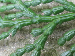 Chamaecyparis obtusa