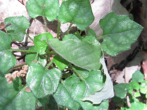 Ainsliaea apiculata iNat (1)