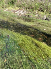 Eleocharis baldwinii