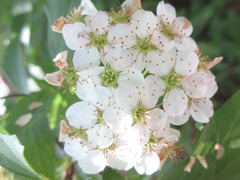Spiraea cantoniensis