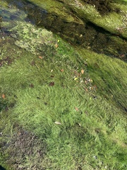 Eleocharis baldwinii