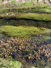 Eleocharis baldwinii