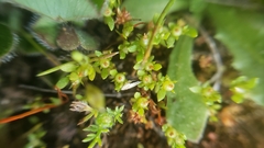 Lysimachia minima