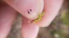 Lysimachia minima