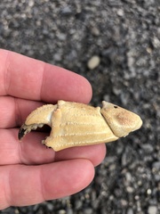 Metacarcinus novaezelandiae