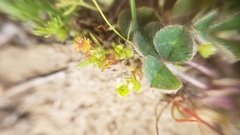 Lysimachia minima