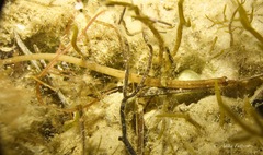 Pugnaso curtirostris