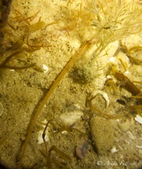 Pugnaso curtirostris