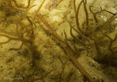 Pugnaso curtirostris