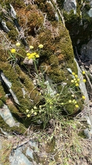 Lomatium marginatum marginatum