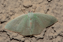 Nemoria leptalea