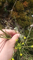 Lomatium marginatum marginatum