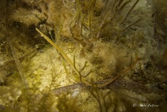 Stigmatopora narinosa