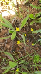 Cicendia quadrangularis
