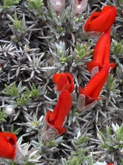 Anarthrophyllum desideratum