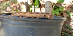 Lepidoptera